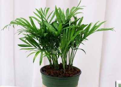 袖珍椰子能室内养吗 袖珍椰子适合在室内养吗
