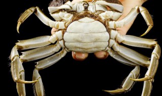 大闸蟹能冷冻保存吗 大闸蟹能不能冷冻保存