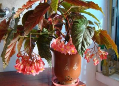 竹节海棠花怎么养开花 盆栽竹节海棠养殖方法和注意事项