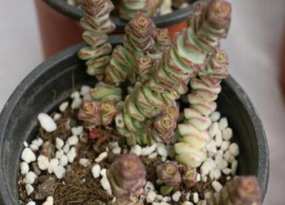 钱串多肉怎么养才好看 冬天多肉钱串如何养长得肥壮又好看