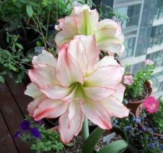 什么花最高贵最优雅又好养 3种高贵花卉年年开花不断