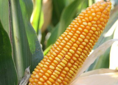 目前玉米最新价格行情 2023年鲜玉米行情价格走势