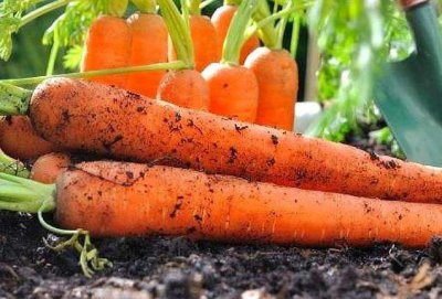 胡萝卜种植施肥与浇水方法 胡萝卜种植后什么时间浇水好