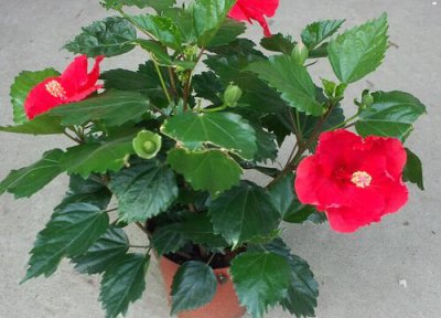 扶桑花换盆时间 扶桑花什么时候换盆好