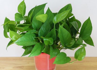 十大净化空气植物排名 室内吸甲醛的好养绿植排行榜