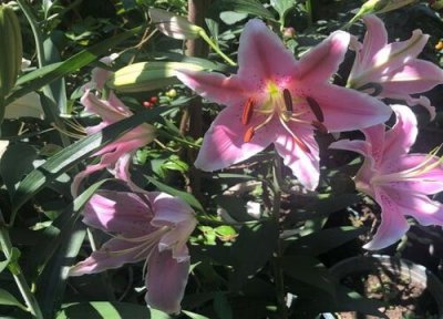 十大最漂亮的花卉 中国最漂亮的花朵的名字及图片