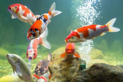 锦鲤需要打氧吗 养锦鲤需要打氧吗 一天打氧多久