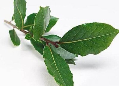 香叶产地在什么地方 产地是哪里最好