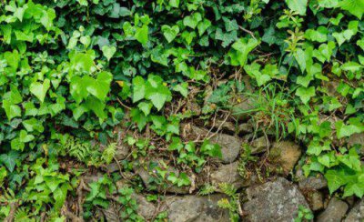 冬天不落叶的爬藤植物 北方四季常青能开花的爬墙植物