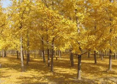 白蜡木是什么树 属于什么木种