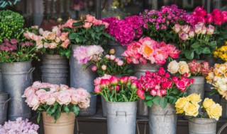 广州客厅适合养什么花草 在广州的客厅适合养什么花草