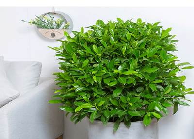 盆栽茉莉怎么过冬天 安全越冬养护方法