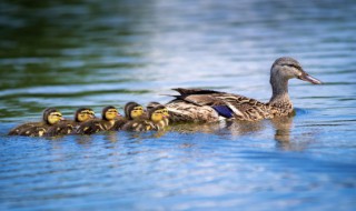 姜母鸭的挑选方法 姜母鸭如何挑选