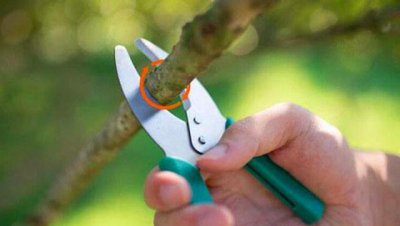 为什么环割可以提高果树产量 果树环割能多结果增产