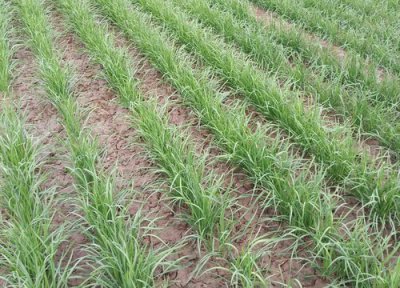 自家种韭菜需要什么肥料 种植韭菜施什么肥长得肥