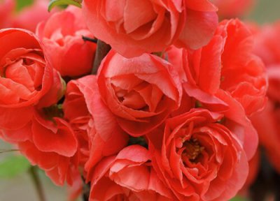 地栽牡丹移栽时间 地栽牡丹什么时候移栽最好