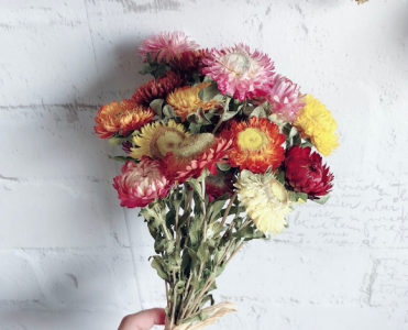 梗菊花语和寓意 梗菊的花语是什么寓意