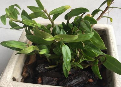 铁皮石斛可以水培吗 水培铁皮石斛生根方法