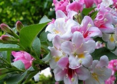 锦带花的花期时间 锦带花期是什么时候