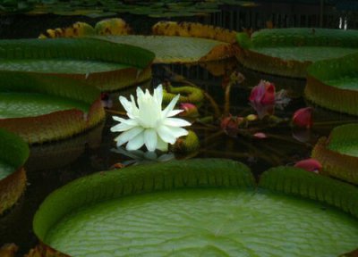 葱莲花的花期时间 葱莲花期是什么时候