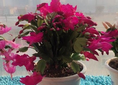 蟹爪兰萎蔫怎么办 夏季蟹爪兰掉叶萎蔫如何处理