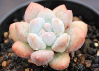 香水多肉怎么养容易出状态 香水多肉的养殖方法