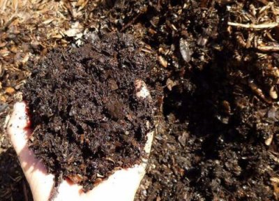 种月季一定要用营养土吗 月季用田园土还是营养土好