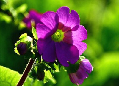 樱花草的花语是什么意思 代表的花语和象征意义