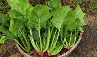 元旦前后种菠菜可以吗 元旦前后种菠菜可不可以