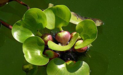 水葫芦是什么样子的植物 植物类群水葫芦的作用