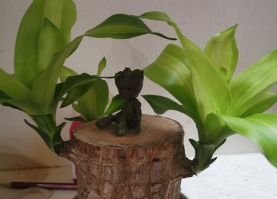 水培巴西木树桩怎么养能生根成活 巴西木养殖及注意方法