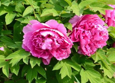 牡丹花的种植方法及养护办法 牡丹花怎么养旺盛家庭养法