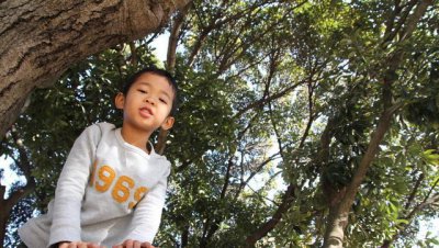 具体说说臭椿树有什么作用 臭椿树有什么用途价值