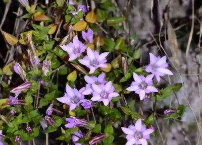 红花龙胆特点 红花龙胆的功效与作用