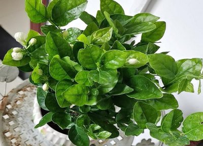 茉莉花期时间 茉莉花期是什么时候