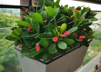 虎刺梅用什么盆养 虎刺梅栽适合大盆还是小盆