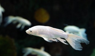 冬天在室内怎么养小鱼好 冬天在室内如何养小鱼好