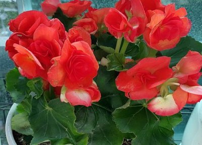 丽格海棠夏天晒太阳 丽格海棠怎么度夏安全