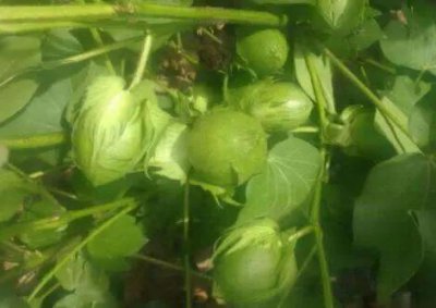 一颗棉花结多少个棉桃 怎么种棉花一株能多多个桃子
