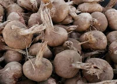 藏红花种球可以种几年 藏红花球茎什么时间种植最好