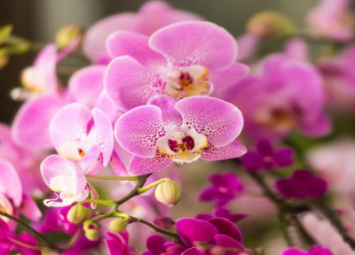 为什么蝴蝶兰一直不开花 养的蝴蝶兰不开花什么原因