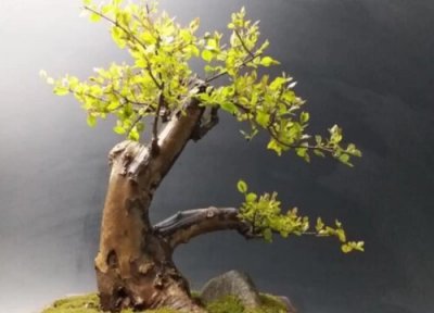 雀梅耐寒吗 雀梅盆景过冬的最低温度