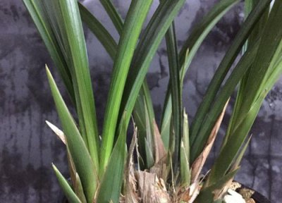 兰花烂根有什么办法 兰花烂根需要如何处理