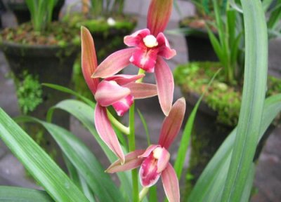 兰花怎么养发芽多 兰花怎么养护新芽这么粗壮