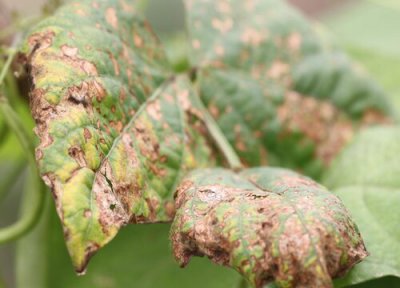 豆角黄叶是什么原因 叶子发黄补救方法