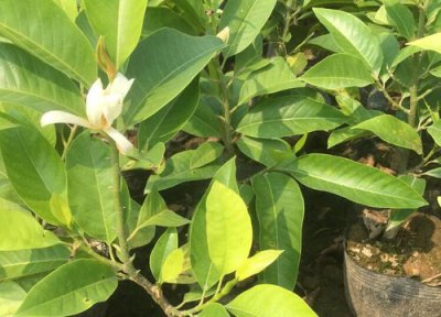 白玉兰什么季节开花 花期在什么时候