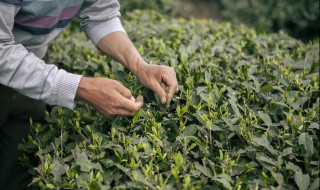 冬季茶叶如何修剪 冬季茶叶怎样修剪呢