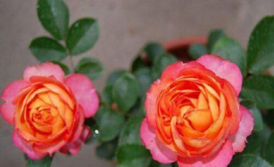 月季新芽枯萎枝干发黑怎么办 月季新发嫩芽发黑怎么回事