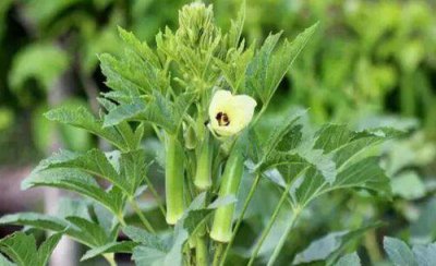 种植秋葵的田间管理方法 秋葵的种植方法和注意事项