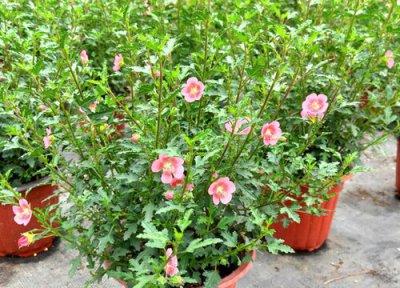 小木槿怎么留种子 种子繁殖与种植方法